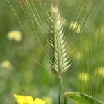 grain3