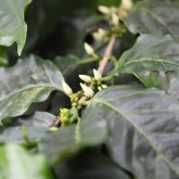 Coffee Plant at the Eden Project