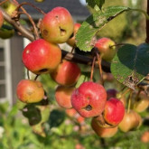 Malus
